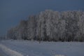 Winter evening forest and snow-covered trees. Beautiful forest in the snow late in the evening. Winter field in the village Royalty Free Stock Photo