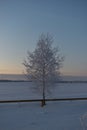 Winter evening forest and snow-covered trees. Beautiful forest in the snow late in the evening. Winter field in the village Royalty Free Stock Photo