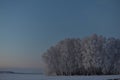 Winter evening forest and snow-covered trees. Beautiful forest in the snow late in the evening. Winter field in the village Royalty Free Stock Photo