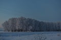 Winter evening forest and snow-covered trees. Beautiful forest in the snow late in the evening. Winter field in the village Royalty Free Stock Photo