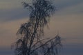 Winter evening landscape, birch tree without leaves Royalty Free Stock Photo