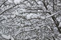 winter evening landscape with falling snow on trees close up Royalty Free Stock Photo