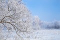 Winter evening landscape with snowy trees Royalty Free Stock Photo