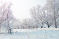 Winter evening landscape with snowy trees Royalty Free Stock Photo