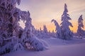 Winter Evening Landscape with tree Royalty Free Stock Photo
