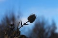 Winter evening. The plant is withered in winter. The thorn. Macro shooting. Nature. Natural Royalty Free Stock Photo