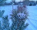 winter evening in the Russian village snow sunset pine trees Royalty Free Stock Photo