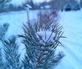 winter evening in the Russian village snow sunset pine trees Royalty Free Stock Photo