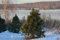 Winter evening sunset landscape on the banks of a frozen river. Young green conifers grow on the shore among dry grass and bushes Royalty Free Stock Photo