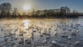 Winter evening on swan lake. The sun is low. Royalty Free Stock Photo