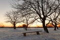 Winter evening tree silhouettes with red sunset Royalty Free Stock Photo