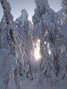 Winter evening in the Ural taiga