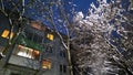 Winter evening. White snow covered tree branch against sky and residential building background. Cold temperature in apartment Royalty Free Stock Photo