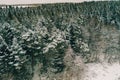 Winter evergreen forest, nature view from aerial view, snow-covered trees Royalty Free Stock Photo