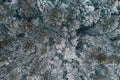 Winter evergreen forest, nature view from aerial view, snow-covered trees Royalty Free Stock Photo