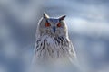 Winter face portrait of owl. Eastern Siberian Eagle Owl, Bubo bubo sibiricus, sitting on hillock with snow in the forest. Birch tr