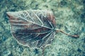 Winter faded leaf closeup texture