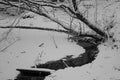 Winter in Faget Forest, close to Cluj Royalty Free Stock Photo