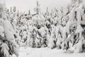 Winter fairy snowy forest. trees in white robes.