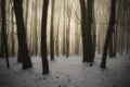 Winter fairy tale landscape in forest on Christmas day