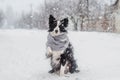 Winter puppy fairy tale portrait of a border collie dog in snow Royalty Free Stock Photo