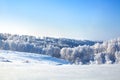 Winter fairytale landscape, white birch trees covered with hoarfrost shine in sun light, snowdrifts on bright blue sky backgrond Royalty Free Stock Photo