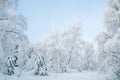Winter fairytale with tall evergreen snow-capped trees in the forest of Curonian Spit, Lithuania Royalty Free Stock Photo