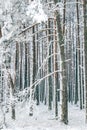 Winter fairytale with tall evergreen snow-capped trees in the forest of Curonian Spit, Lithuani Royalty Free Stock Photo