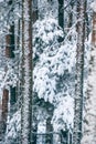 Winter fairytale with tall evergreen snow-capped trees in the forest of Curonian Spit, Lithuania Royalty Free Stock Photo