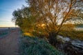 Winter with fallen leaves on the ground. Royalty Free Stock Photo