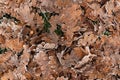 Winter Fallen Red Oak Leaves In Hoarfrost And One Acorn Lie On The Green Grass, Natural Pattern Royalty Free Stock Photo