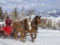 Winter fan sleigh ride with beautiful Percheron horses