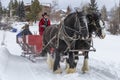 Winter fan sleigh ride with beautiful Percheron horses Royalty Free Stock Photo