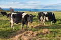 Winter Feeding Cows