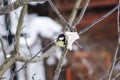 Winter feeding forest birds Royalty Free Stock Photo