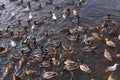 Winter feeding frenzy with ducks and small gulls Royalty Free Stock Photo