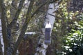 winter feeding garden birds - greenfinch perched on recycled plastic bottle