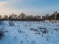 Winter field bordered by forest, Novosibirsk, Russia