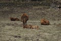 Winter field with cattle Royalty Free Stock Photo