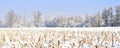 Winter field - frozen crops Royalty Free Stock Photo