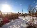 Winter field quiet, windless Sunny day