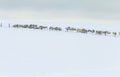 Herd of Sheep Roaming on Winter Pasture in Snow Royalty Free Stock Photo