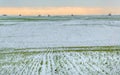 Winter fields in the snow. Winter. Wheat. Royalty Free Stock Photo