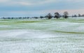 Winter fields in the snow. Winter. Wheat. Royalty Free Stock Photo