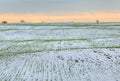 Winter fields in the snow. Winter. Wheat. Royalty Free Stock Photo
