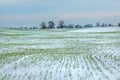 Winter fields in the snow. Winter. Wheat. Royalty Free Stock Photo