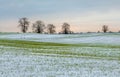 Winter fields in the snow. Winter. Wheat. Royalty Free Stock Photo