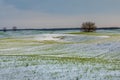 Winter fields in the snow. Winter. Wheat. Royalty Free Stock Photo