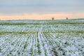 Winter fields in the snow. Winter. Wheat. Royalty Free Stock Photo