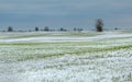 Winter fields in the snow. Winter. Wheat. Royalty Free Stock Photo